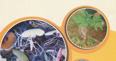 Cây khoai nưa - Kỹ thuật canh tác và chế biến