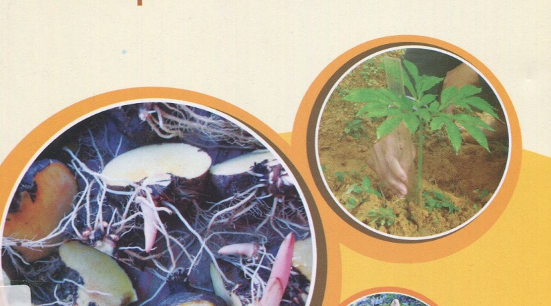 Cây khoai nưa - Kỹ thuật canh tác và chế biến