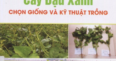 Cây đậu xanh - Chọn giống và kỹ thuật trồng