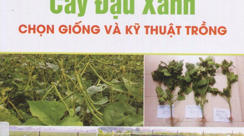 Cây đậu xanh - Chọn giống và kỹ thuật trồng