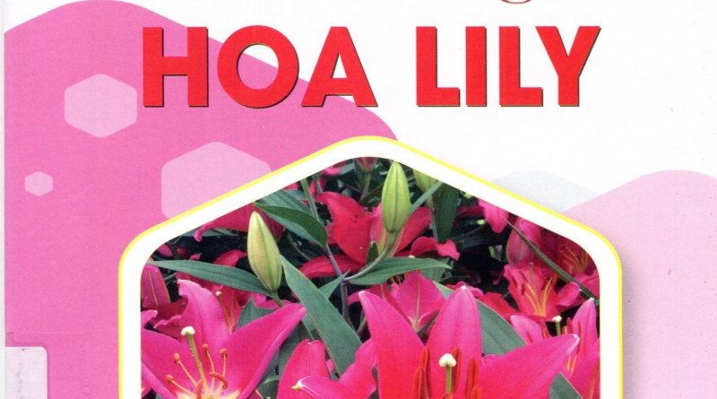 Cách trồng hoa Lily