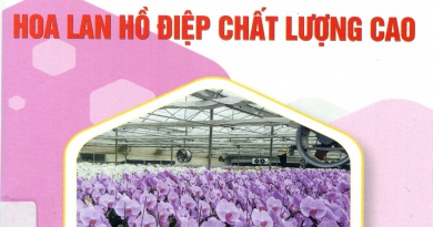 Cách trồng hoa lan hồ điệp chất lượng cao