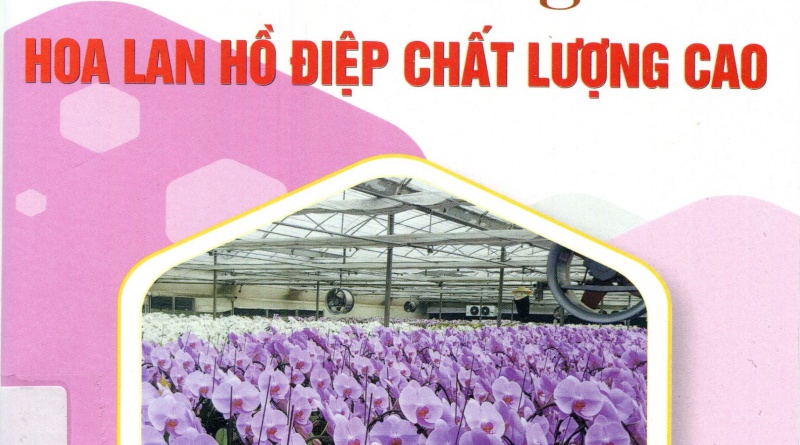 Cách trồng hoa lan hồ điệp chất lượng cao