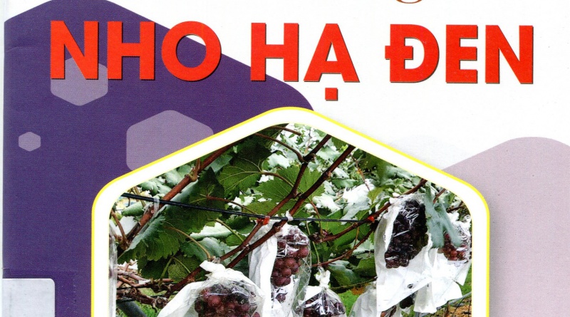 Cách trồng nho hạ đen