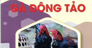 Cách nuôi gà Đông Tảo
