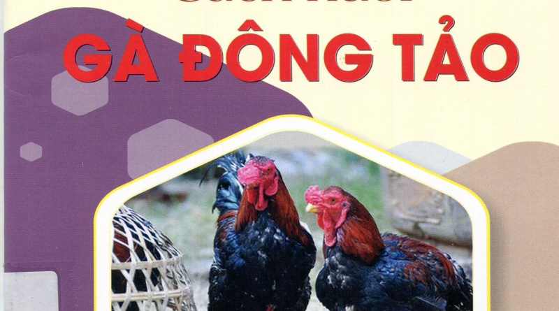 Cách nuôi gà Đông Tảo