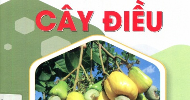 Cách trồng cây điều