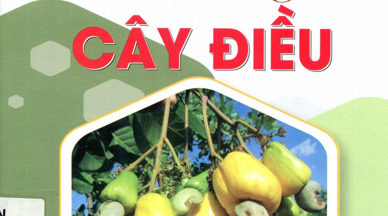 Cách trồng cây điều