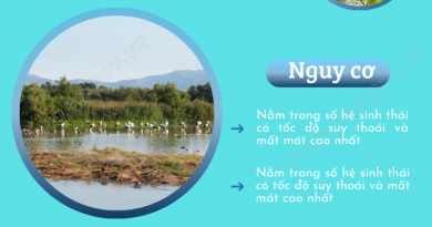 Hưởng ứng Ngày Đất ngập nước Thế giới năm 2025