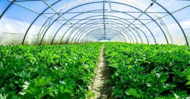 Phát triển nông nghiệp thông minh thích ứng với biến đổi khí hậu