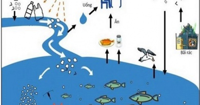 Ô nhiễm vi nhựa và nguy cơ với sức khỏe con người